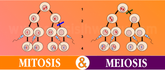 Perbedaan Antara Mitosis Dan Meiosis