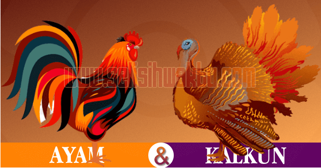 apa perbedaan ayam dan kalkun