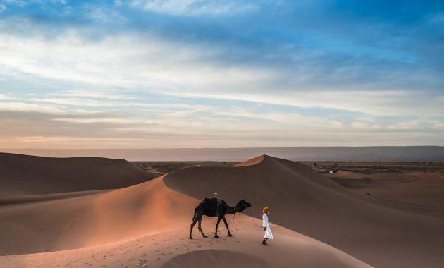 camel