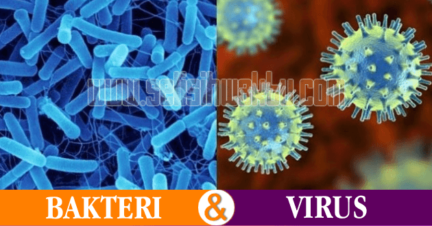 perbedaan bakteri dan virus